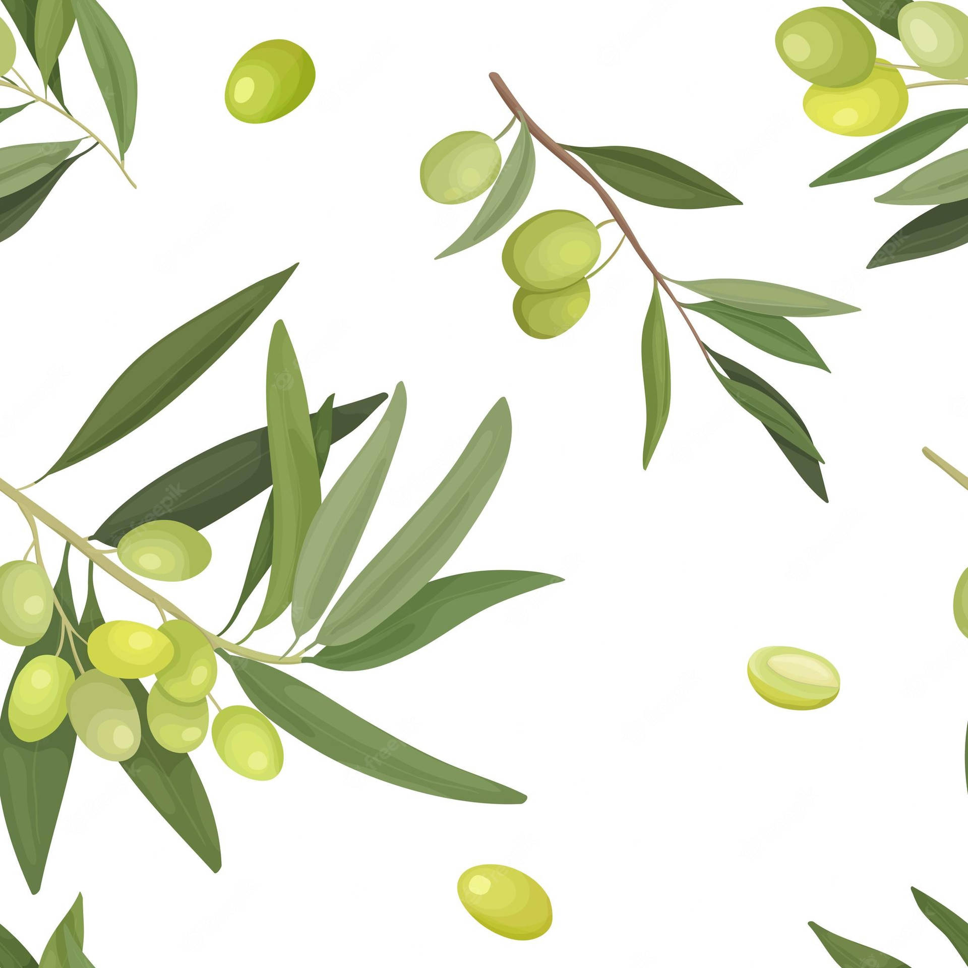 Vector Illustration Green Olive Fruit Background