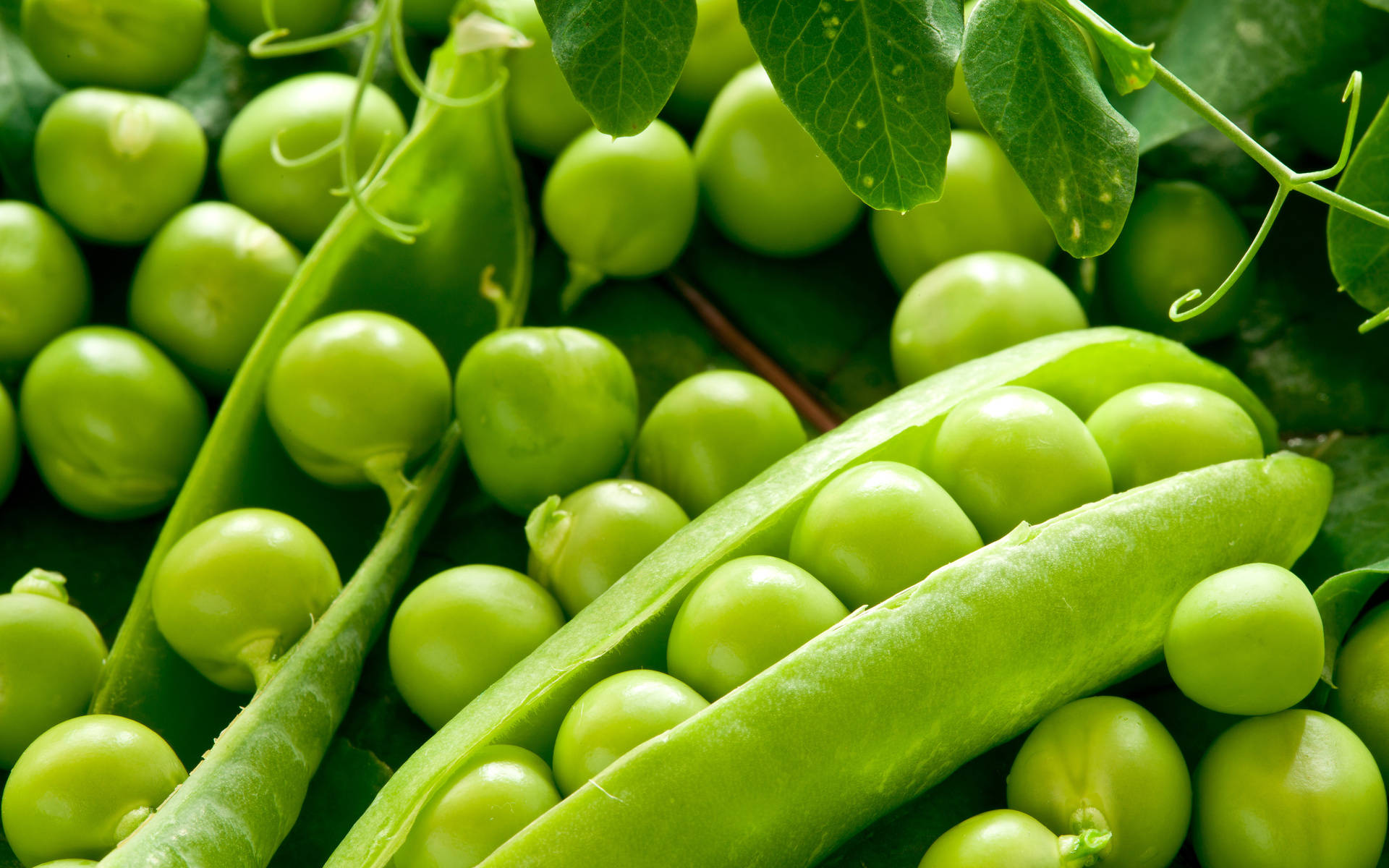 Vegetable Egyptian Green Peas With Leaves