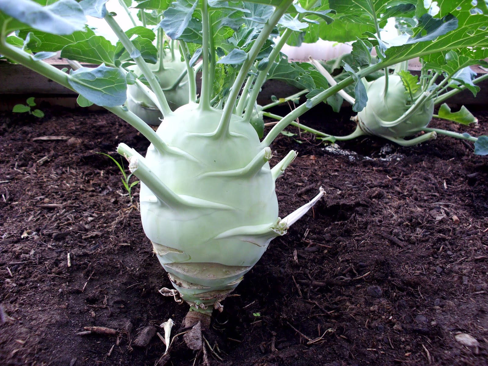 Vegetable Kohlrabi In The Garden Background