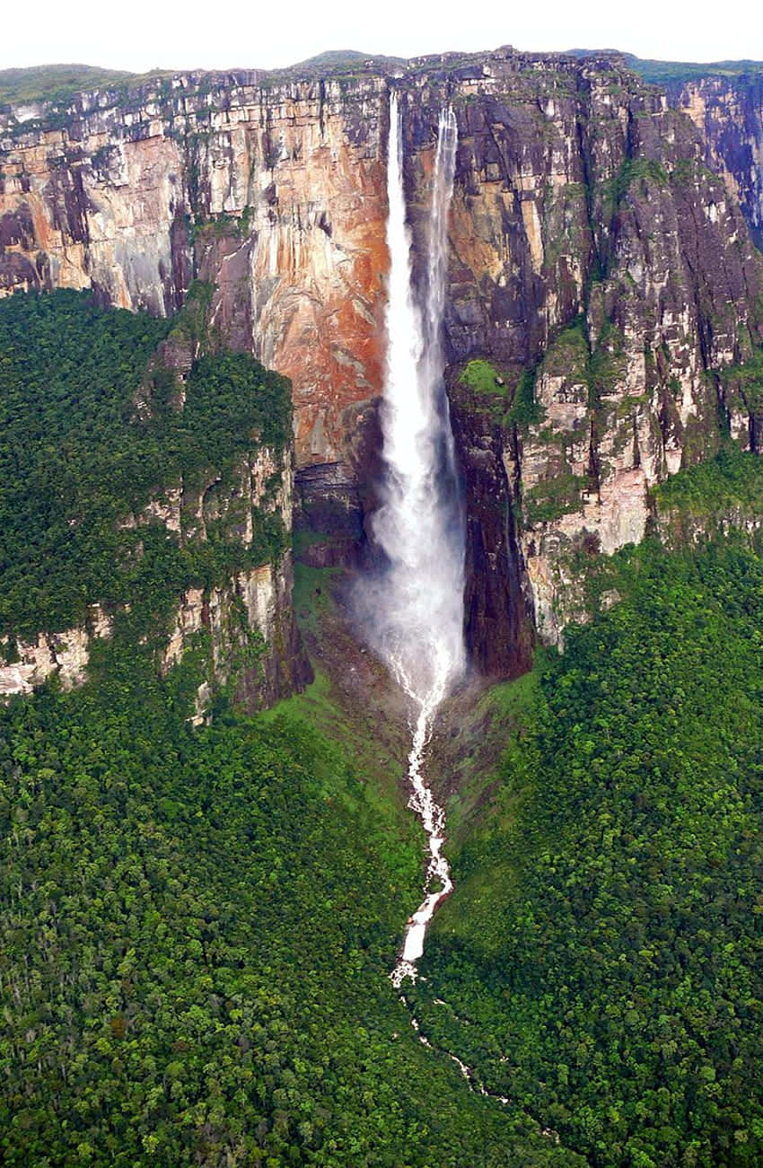 Vegetation Around Angel Falls Background