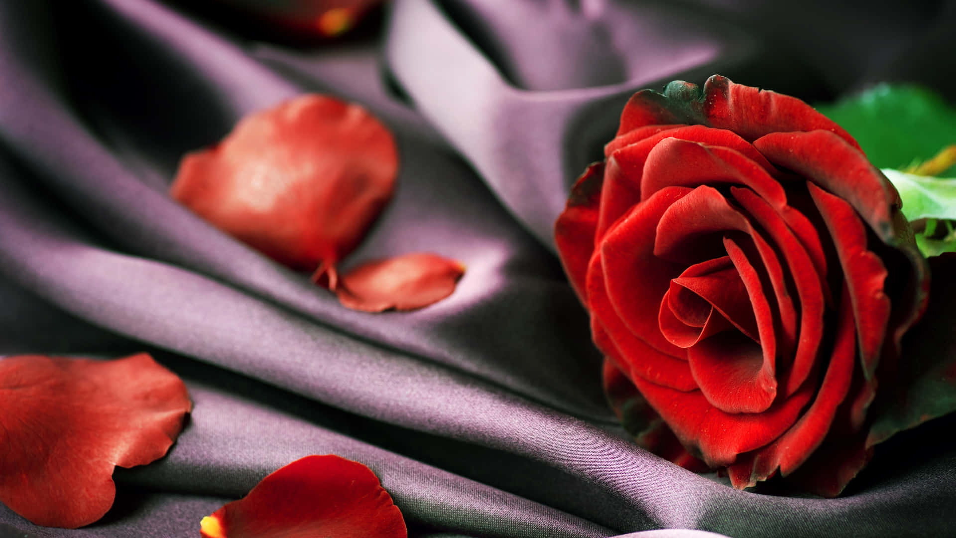 Velvety_ Red_ Rose_4 K