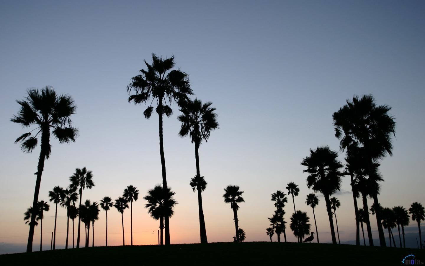 Venice Beach Blue Pink Sunset Trees Background