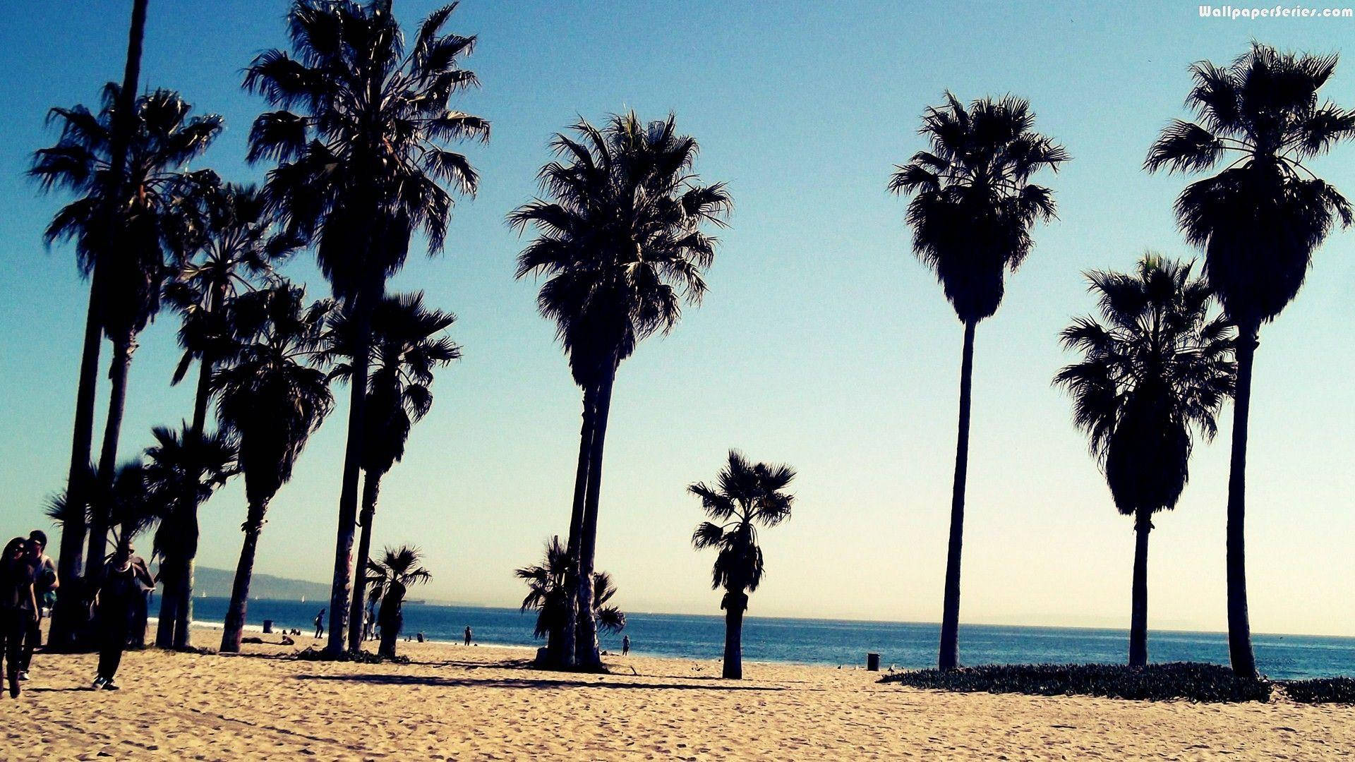 Venice Beach Many Palm Trees Background