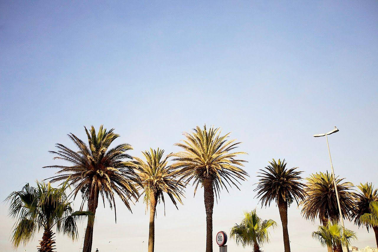 Venice Beach Palm Trees Tops Background