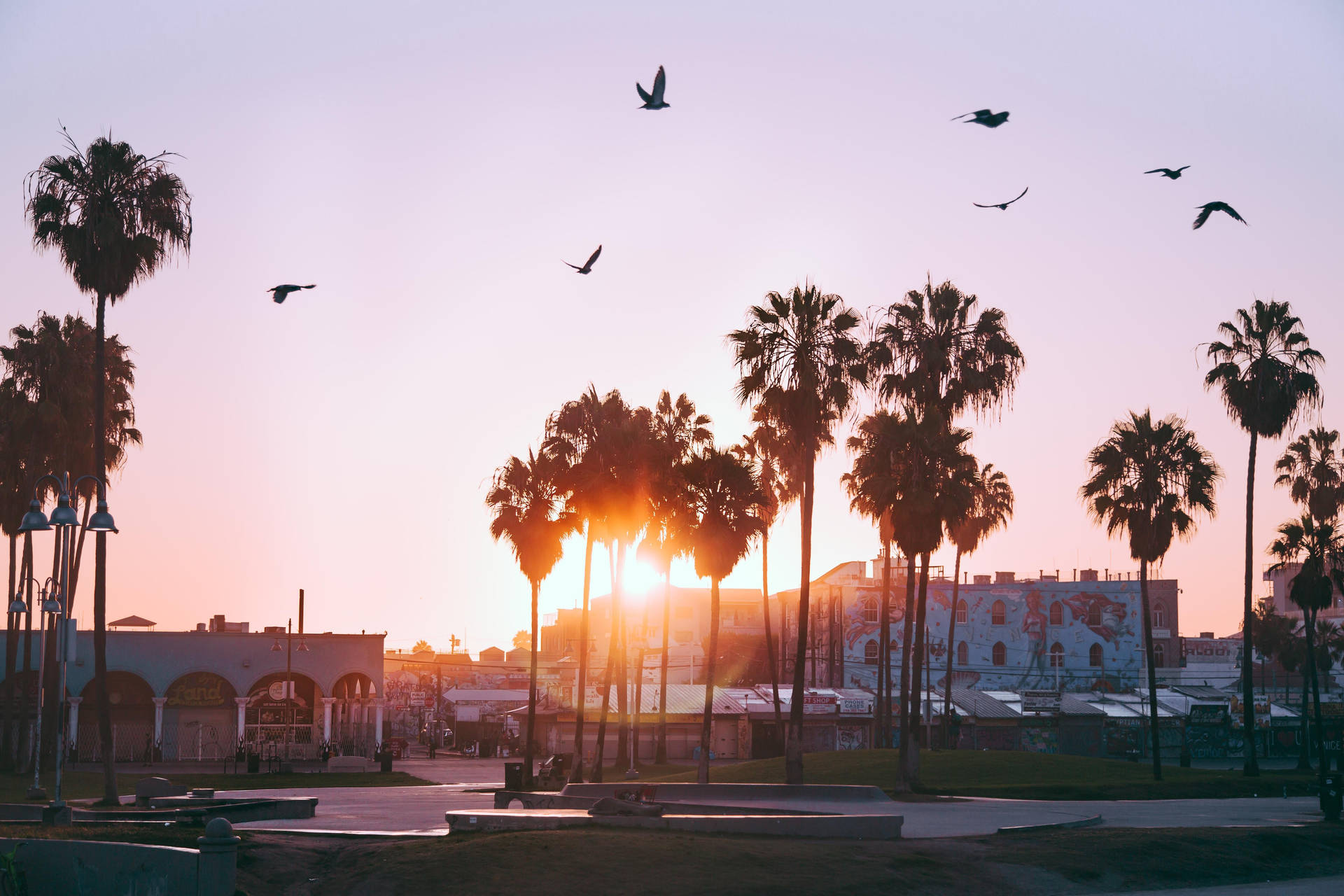 Venice Beach Pink Sky Birds Background