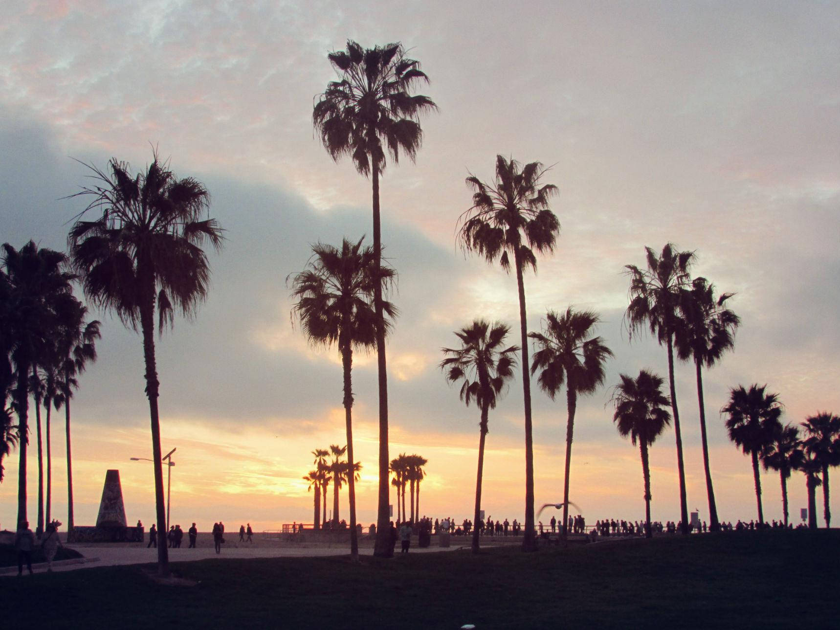 Venice Beach Sunset Tall Trees