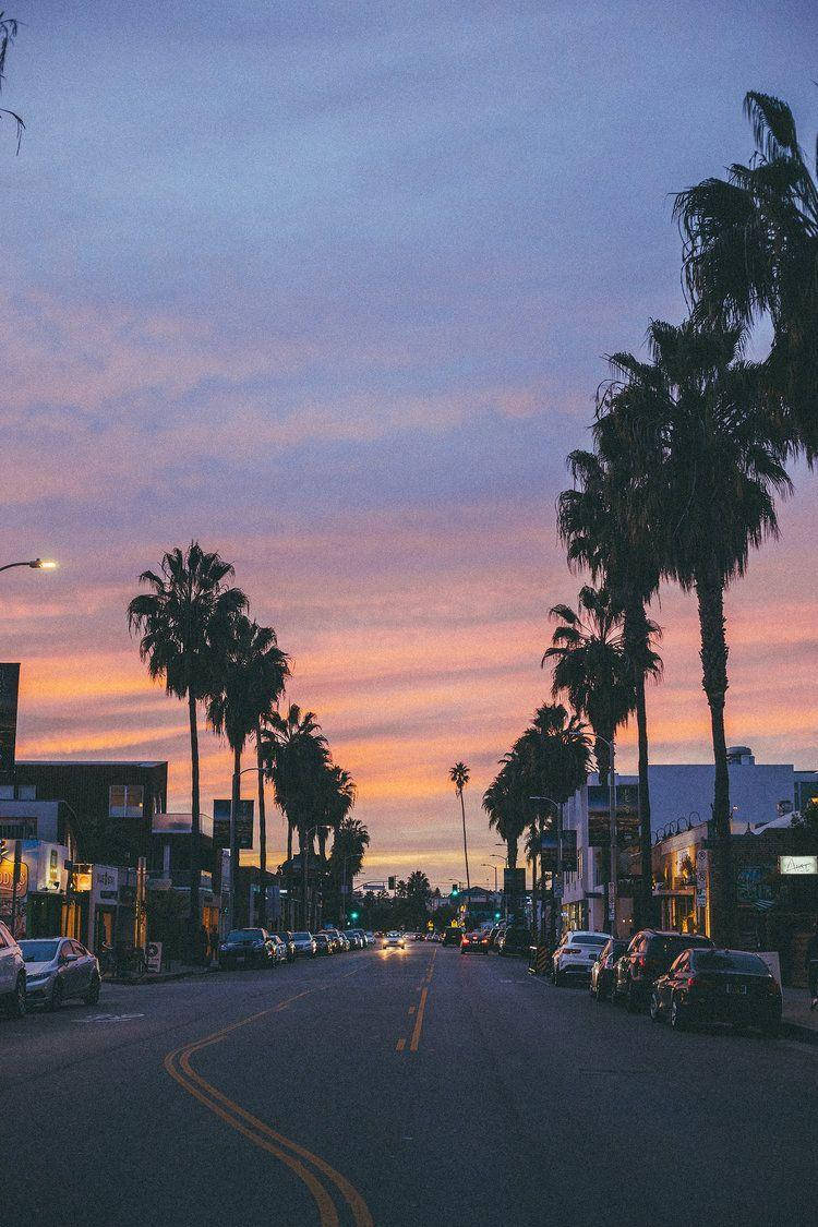 Venice Beach Trees Lining Road Background