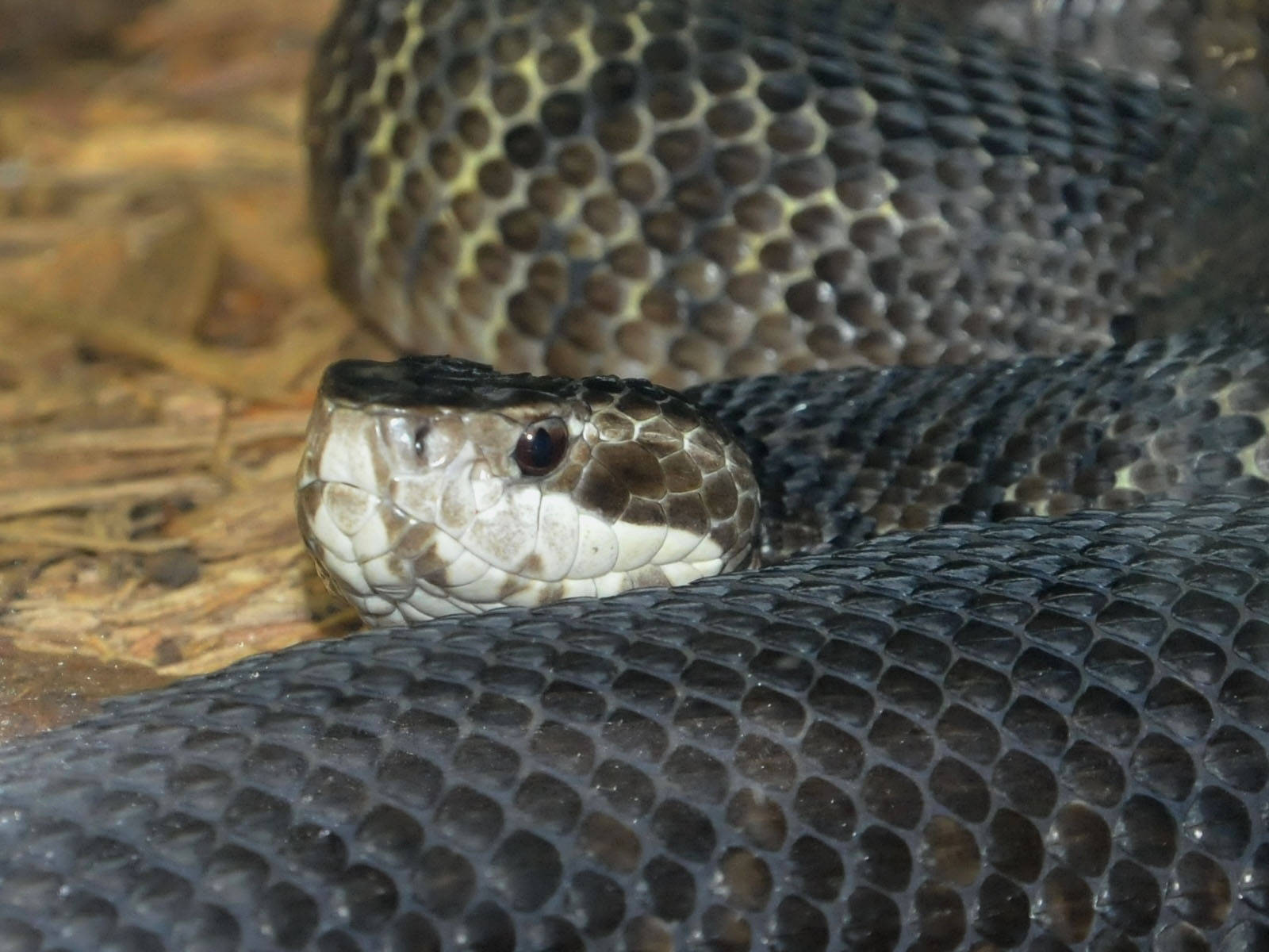 Venomous Cottonmouth Close Up