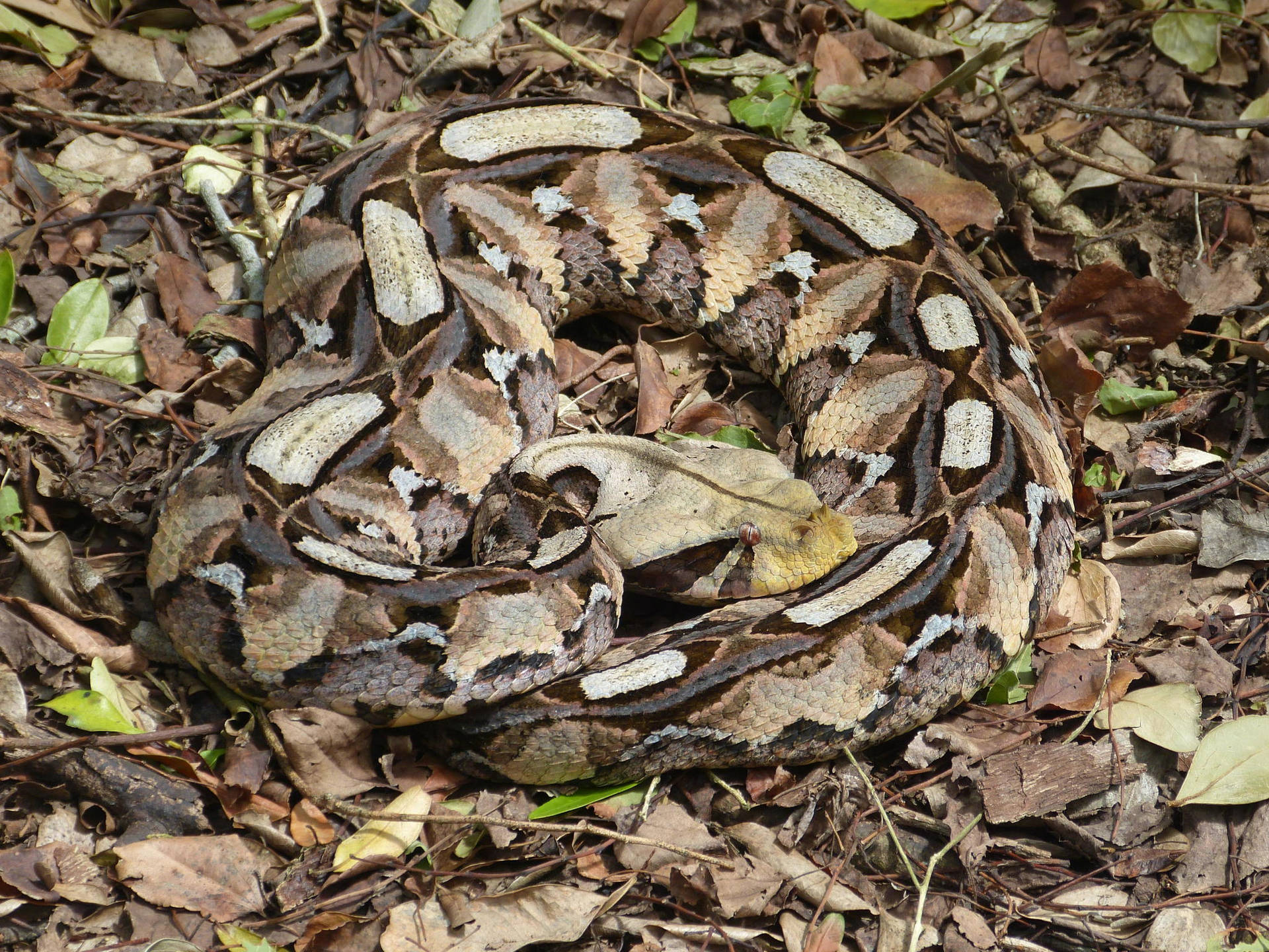 Venomous Gaboon Viper Camouflage Disguise Background