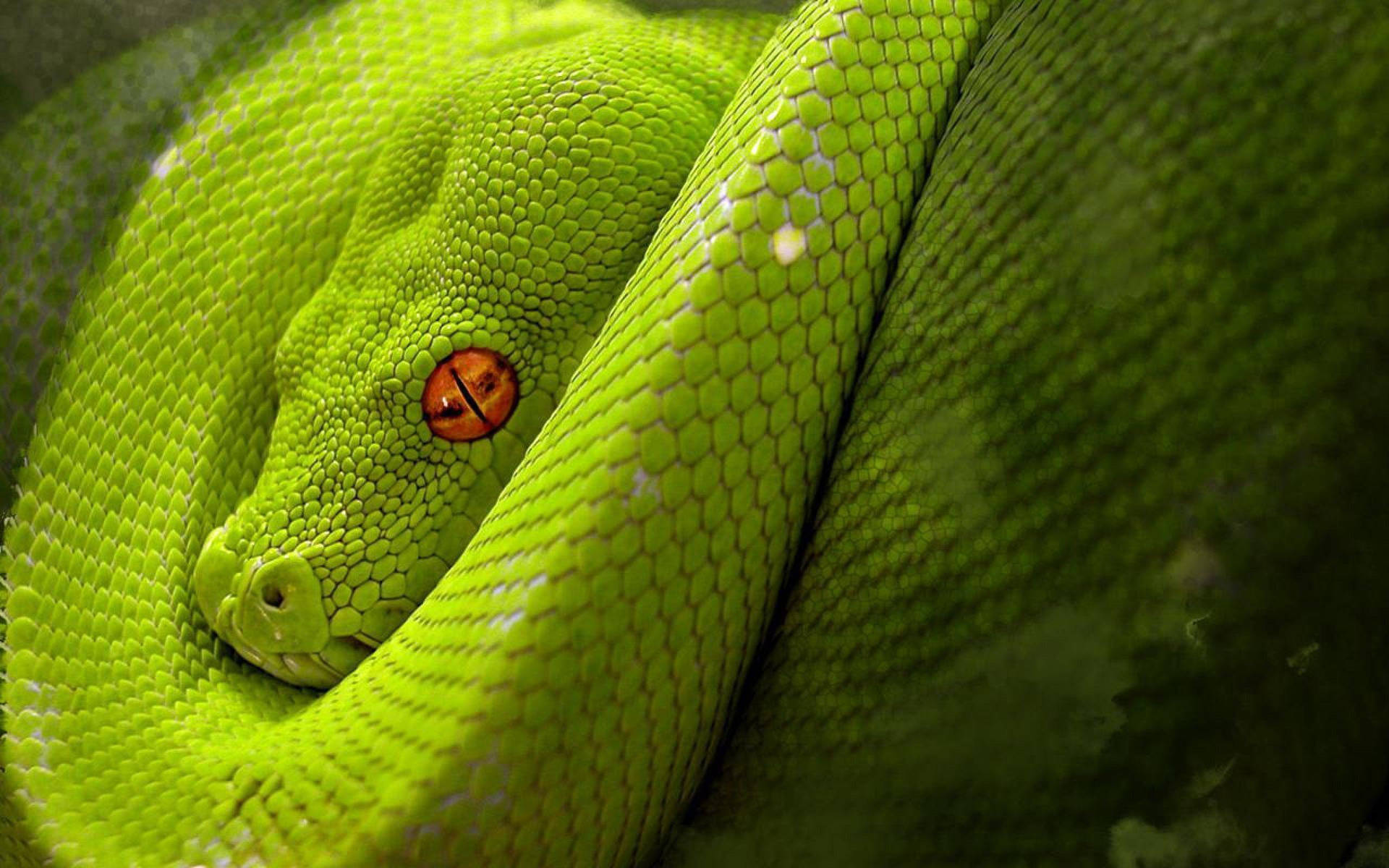 Venomous Red-eyed Green Snake Background