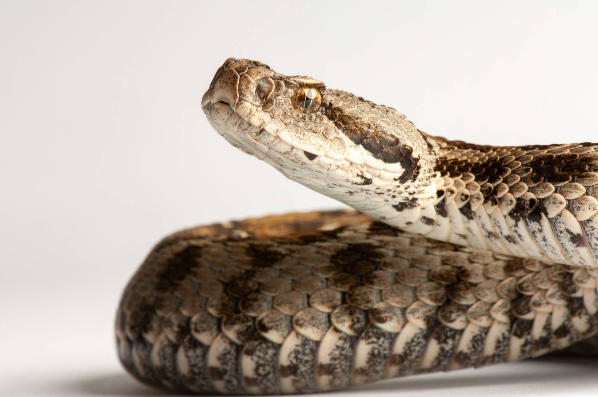 Venomous Snake Characteristics Mountain Viper Background