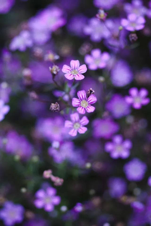 Verbena Small Purple Flowers Iphone Background