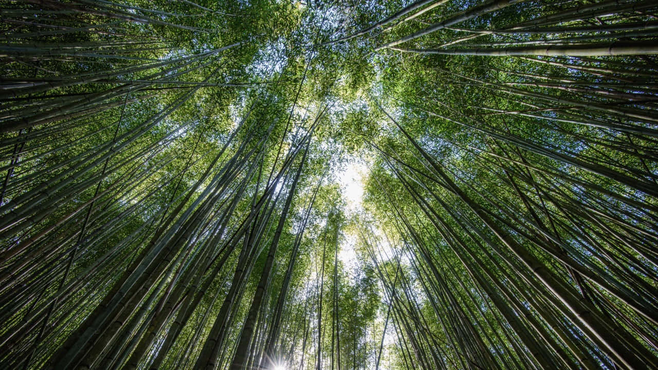 Verdant_ Bamboo_ Forest_ Canopy_ H D Background