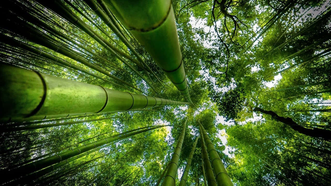 Verdant_ Bamboo_ Forest_ Canopy_ H D Background