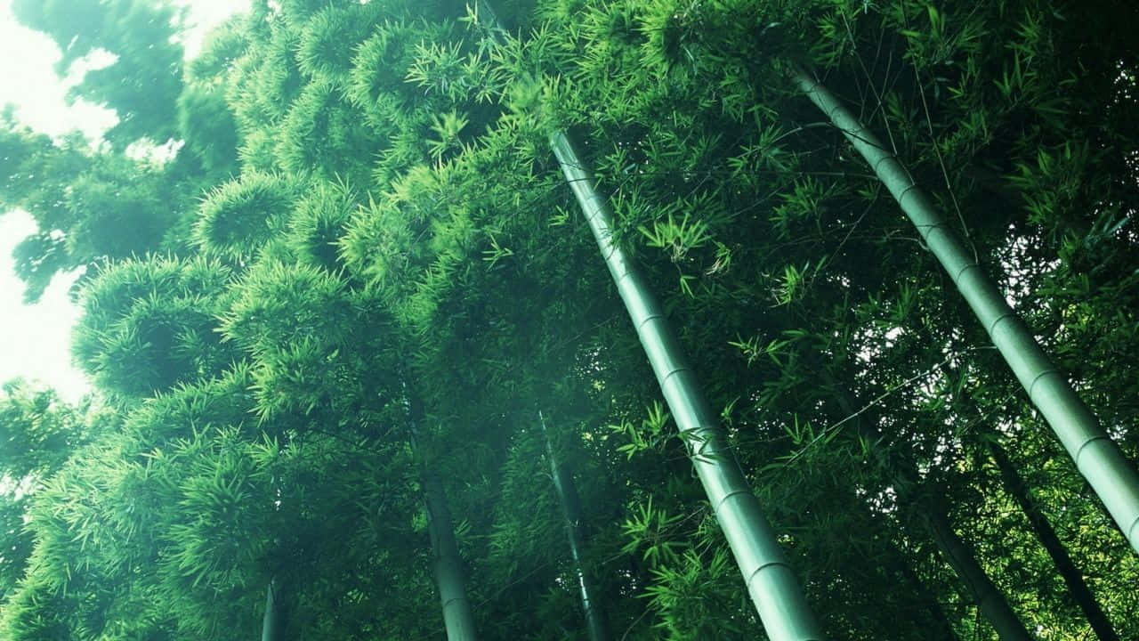 Verdant_ Bamboo_ Forest_ Canopy.jpg Background