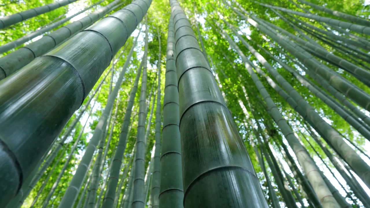 Verdant_ Bamboo_ Forest_ Canopy.jpg Background