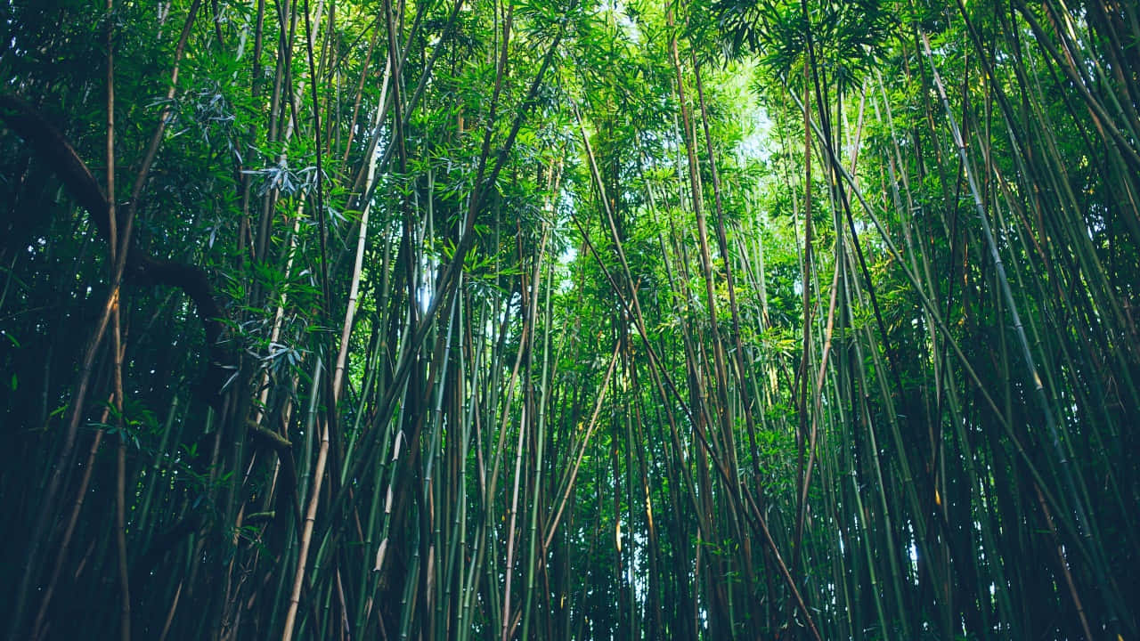 Verdant_ Bamboo_ Forest_ Canopy.jpg Background