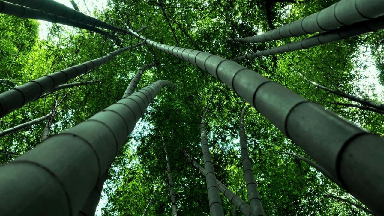 Verdant_ Bamboo_ Forest_ Canopy.jpg Background