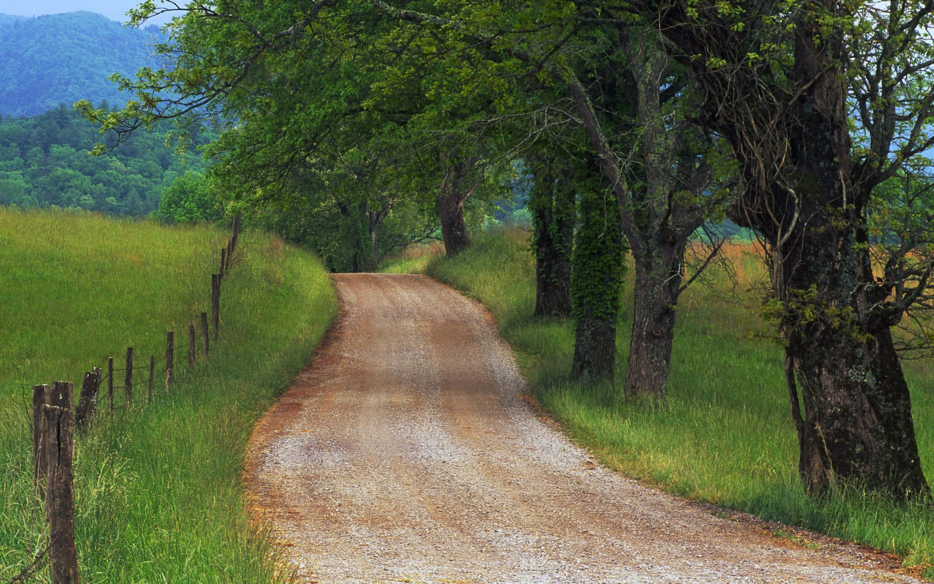 Verdant Countryside Road Trees In Tennessee