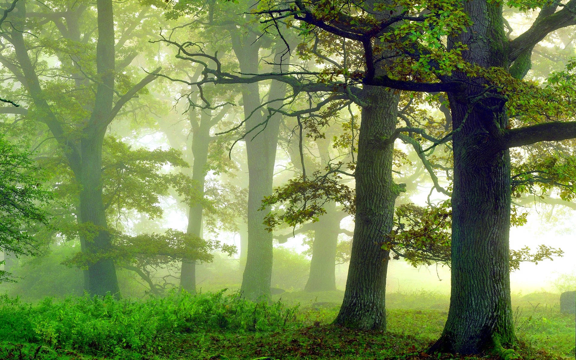 Verdant Foggy Forest Background