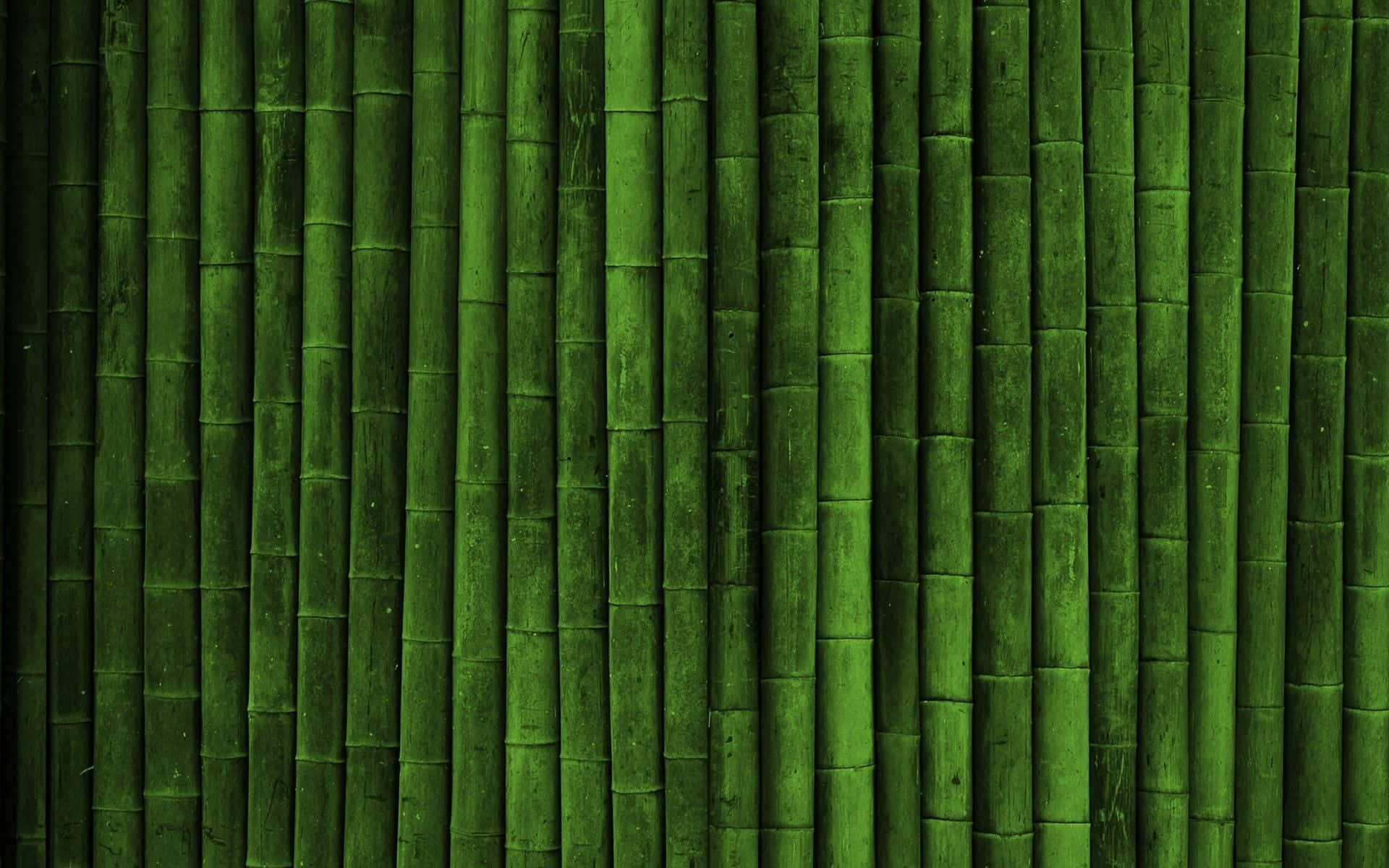 Verdant Green Bamboo Forest In Nature