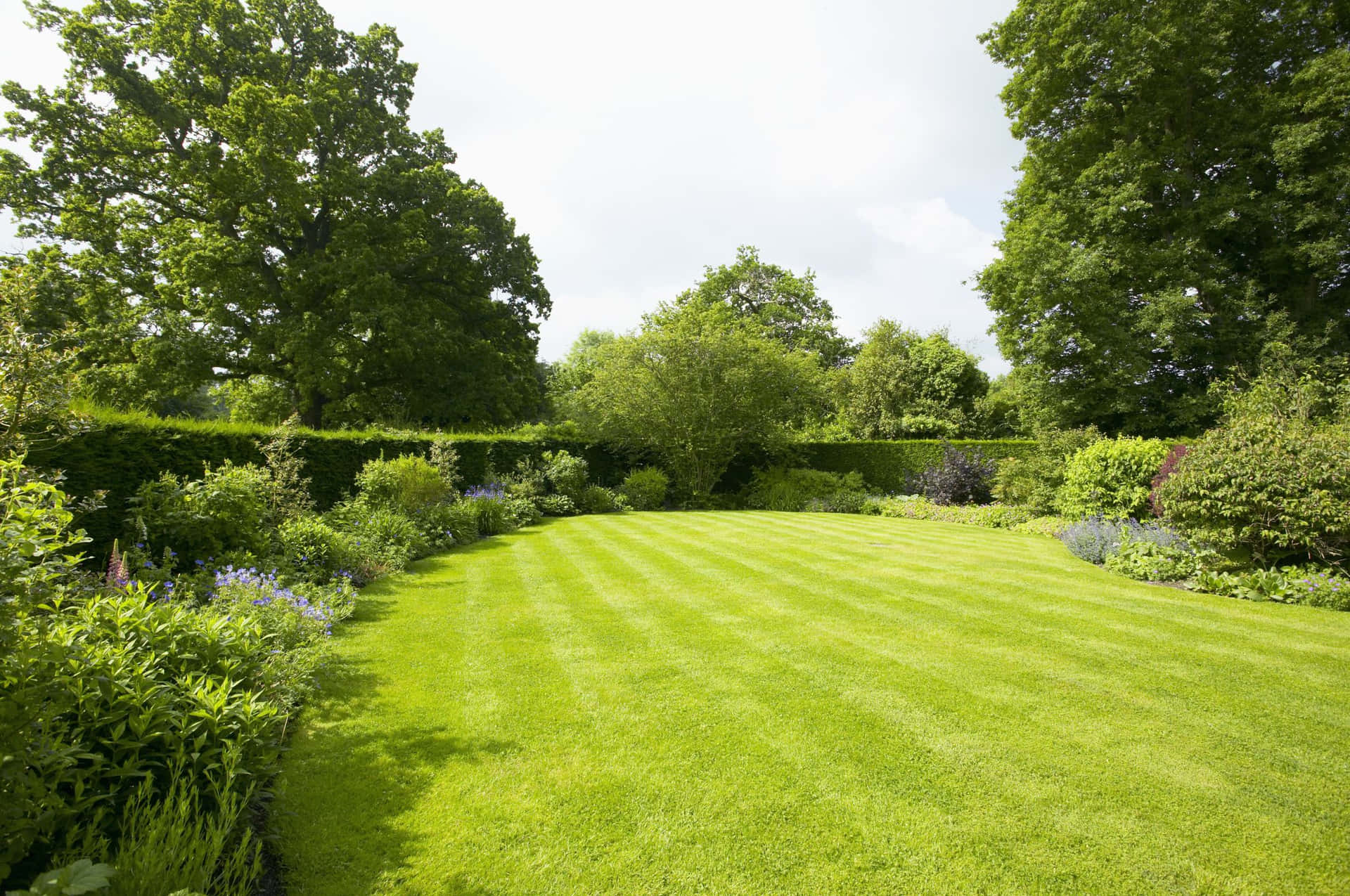 Verdant Lawn Bush And Hedges Background