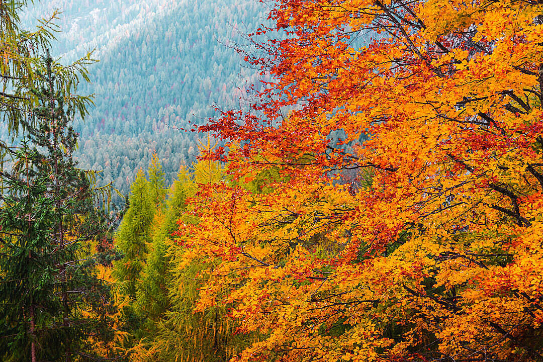 Verdant Nature Fall Desktop Background