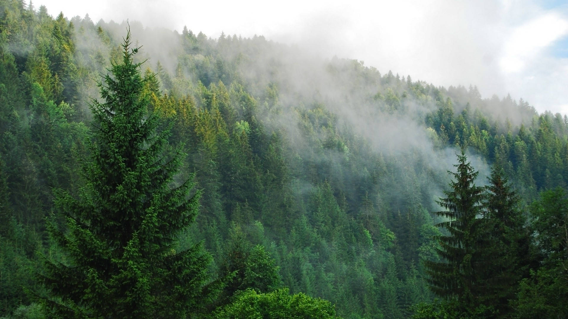 Verdant Pine Trees In Foggy Forest Background