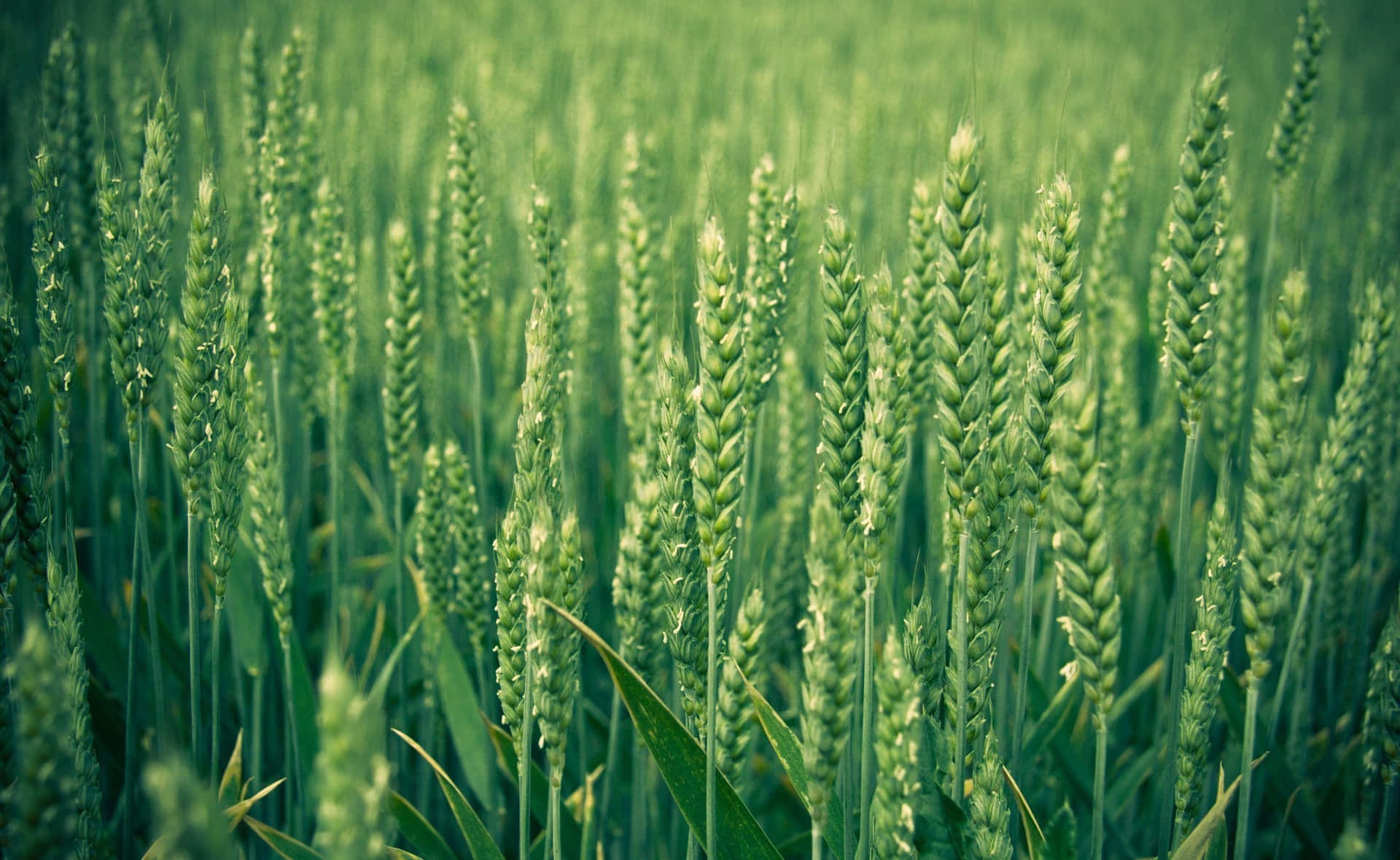 Verdant Wheat Field Closeup Background