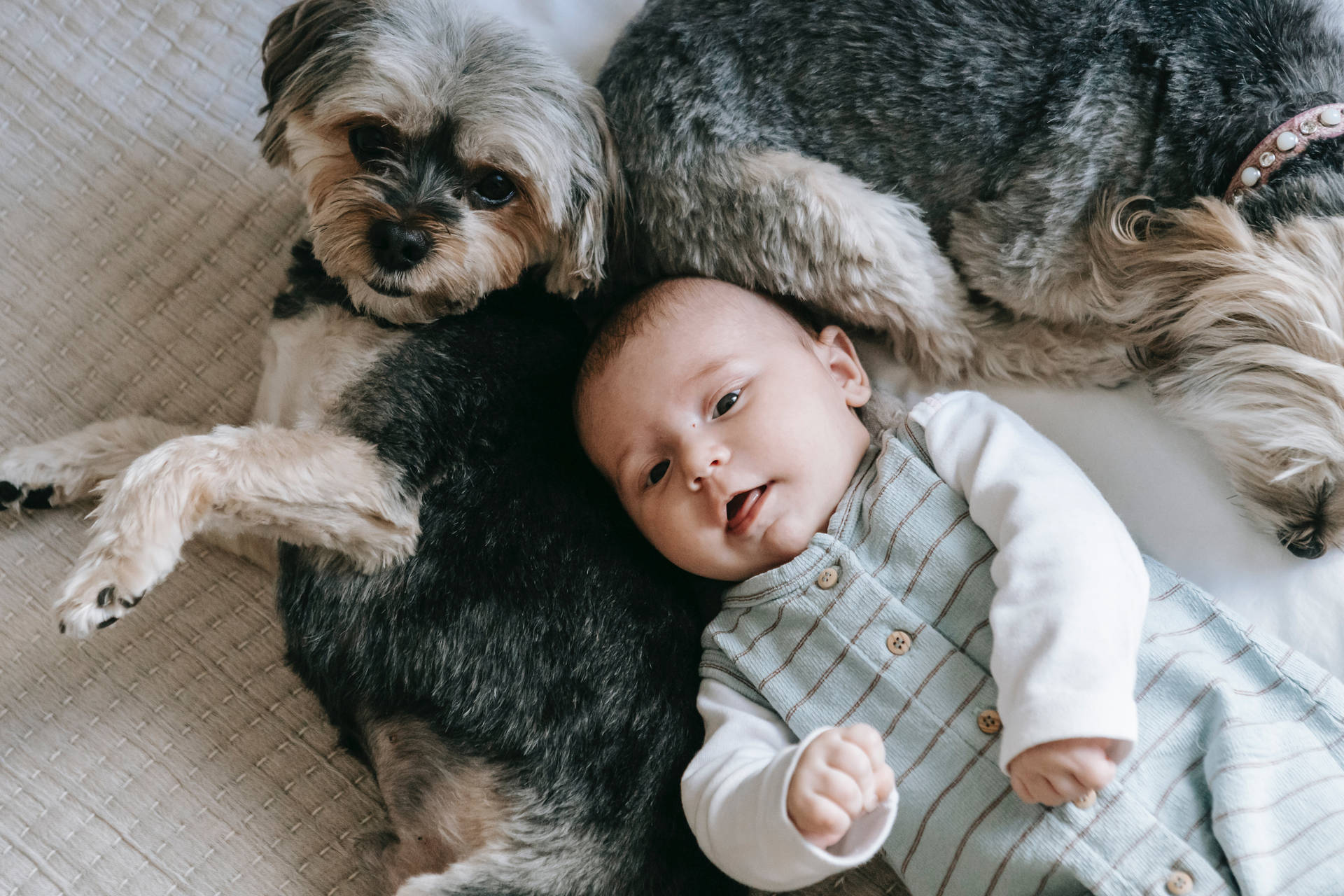 Very Cute Baby With Dogs Background