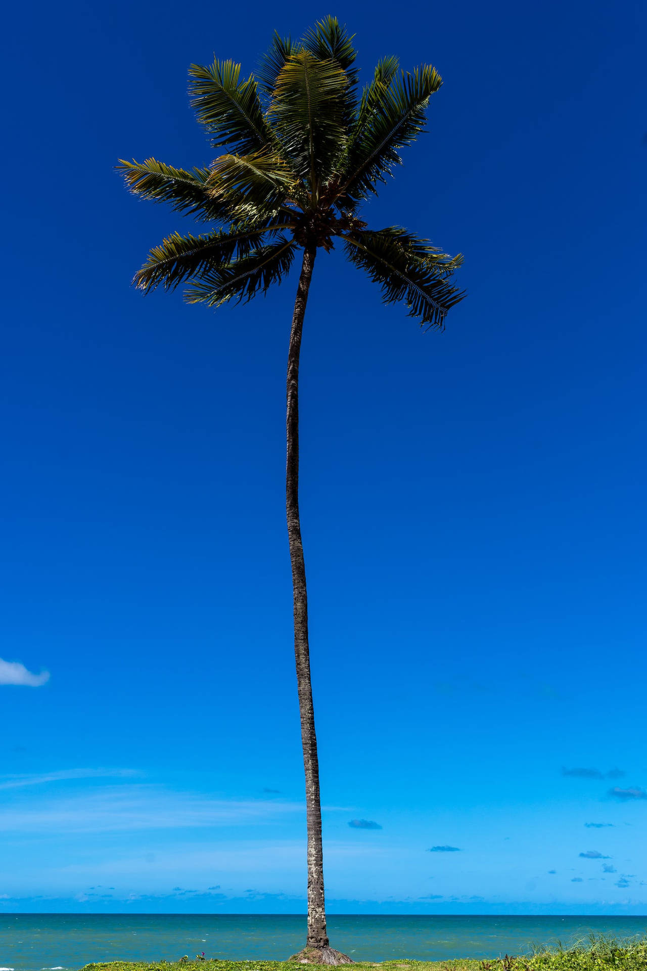 Very High Resolution Beach Palm Background