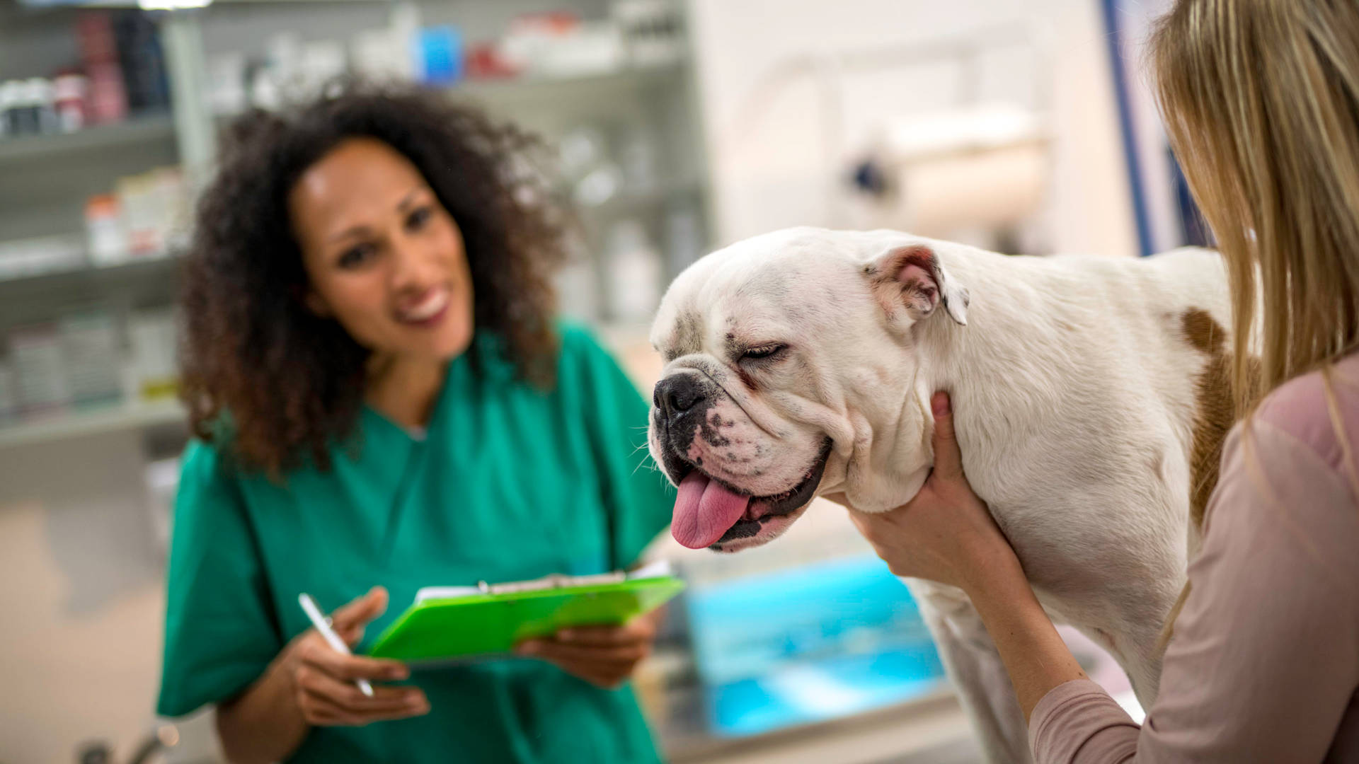 Veterinarian Checking American Bulldog