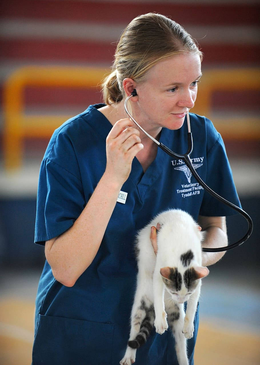 Veterinarian Checking White Cat Background