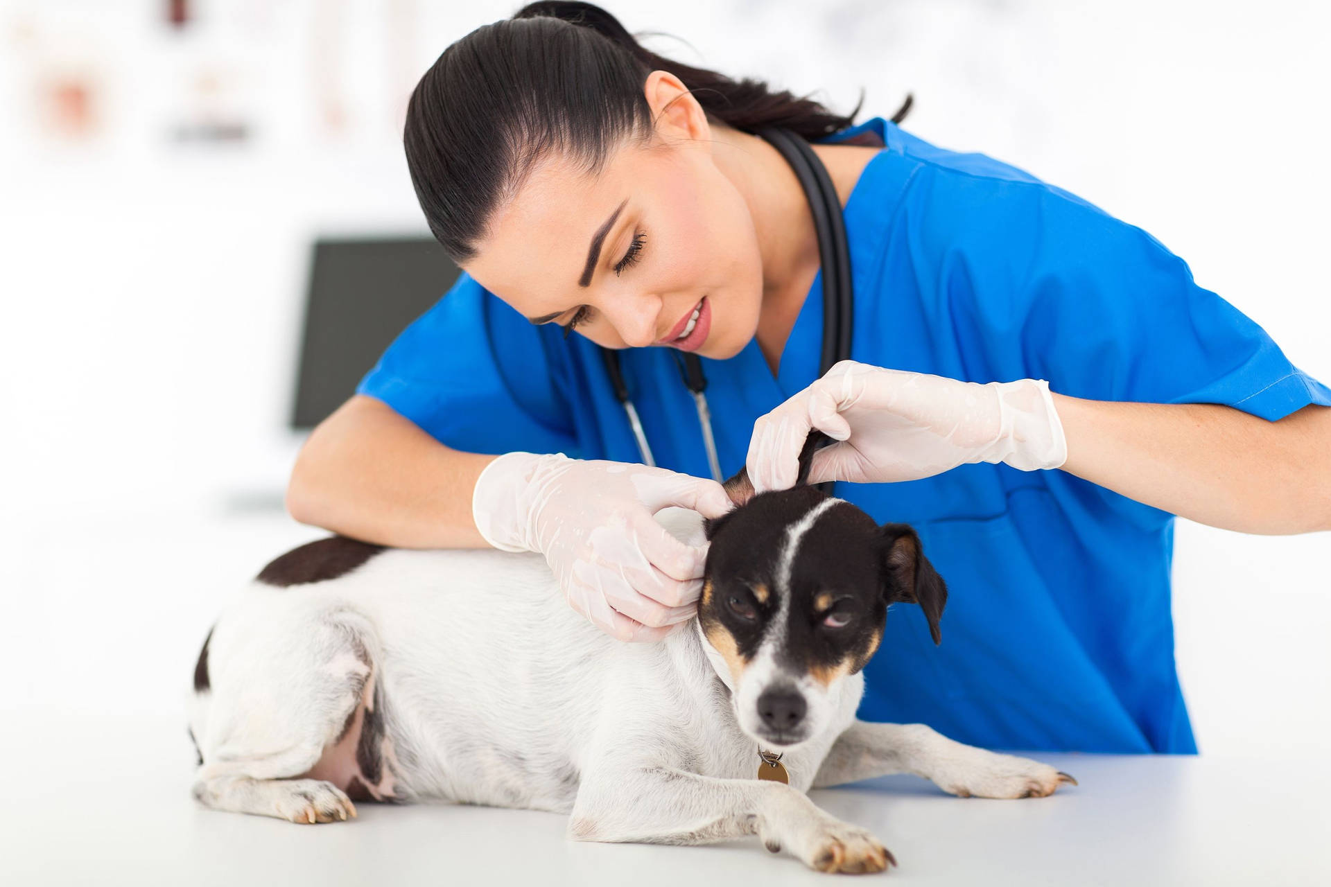 Veterinarian Checks Dog's Ears Background