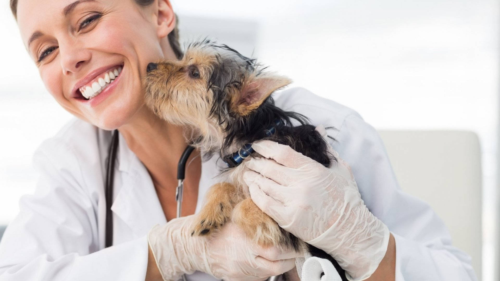 Veterinarian Getting Licked By Terrier Background