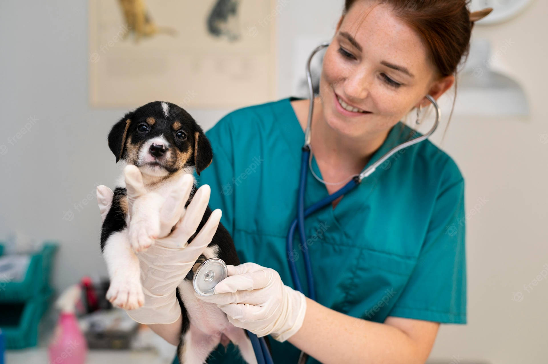 Veterinarian Holding A Puppy Rottweiler Background