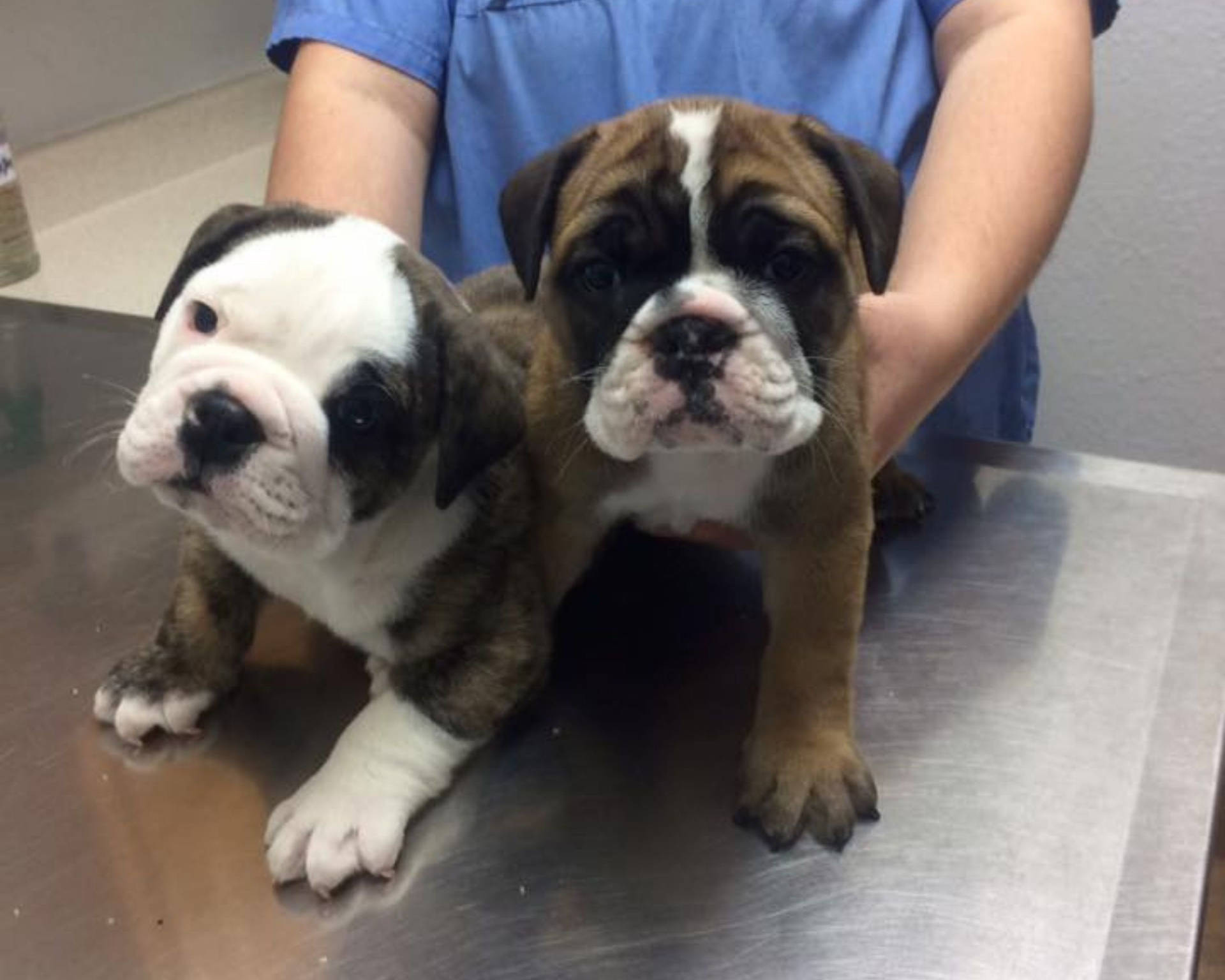 Veterinarian Holding Bulldog Puppies Background