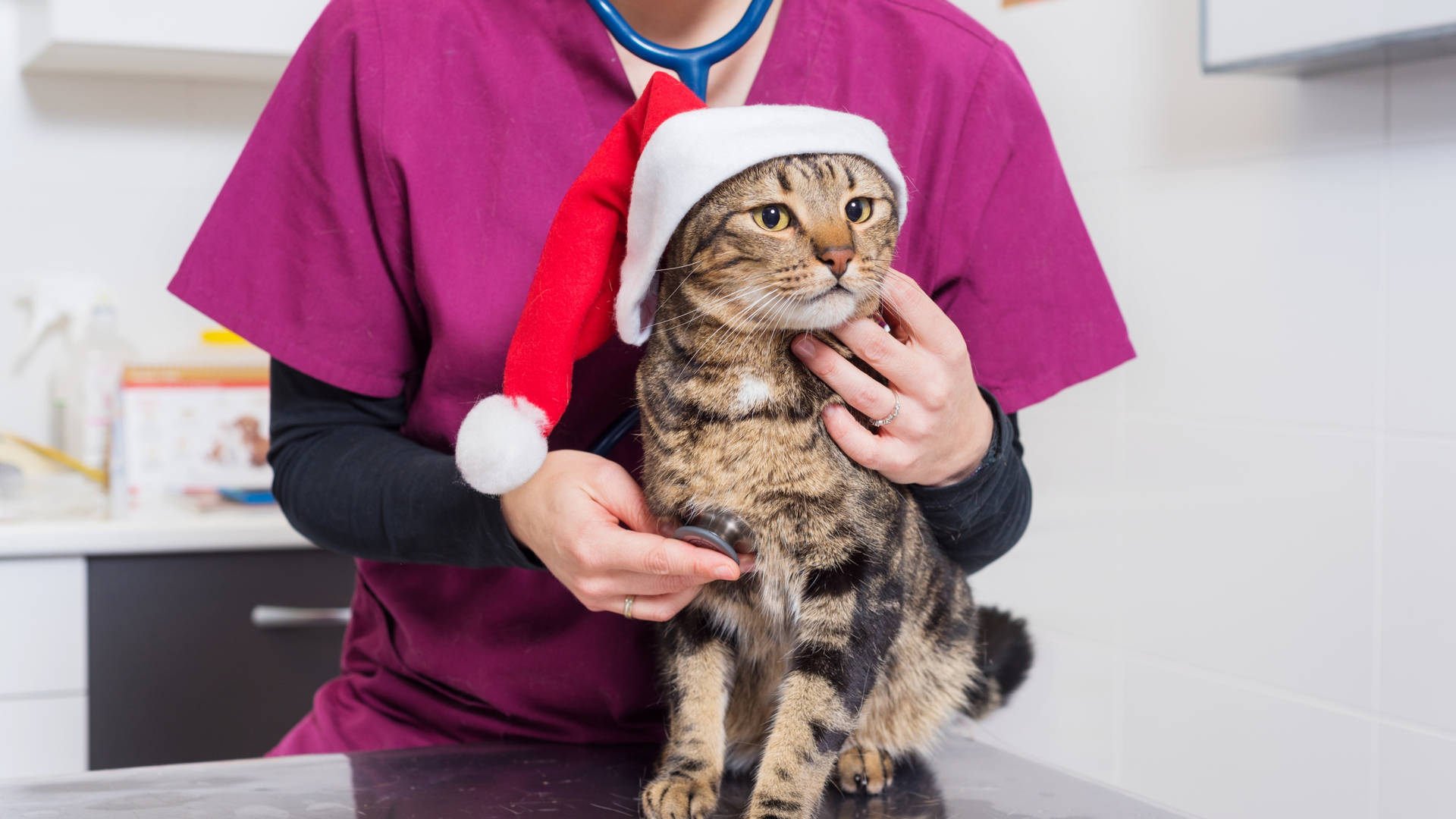 Veterinarian Holding Santa Hat Cat