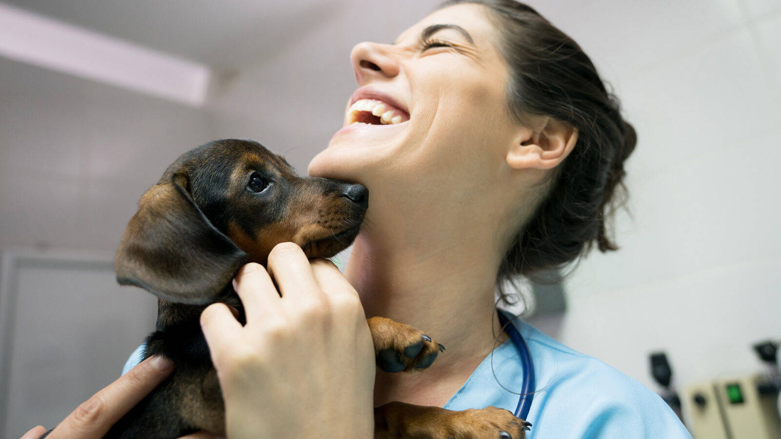 Veterinarian Laughing Holding Dachschund Puppy Background