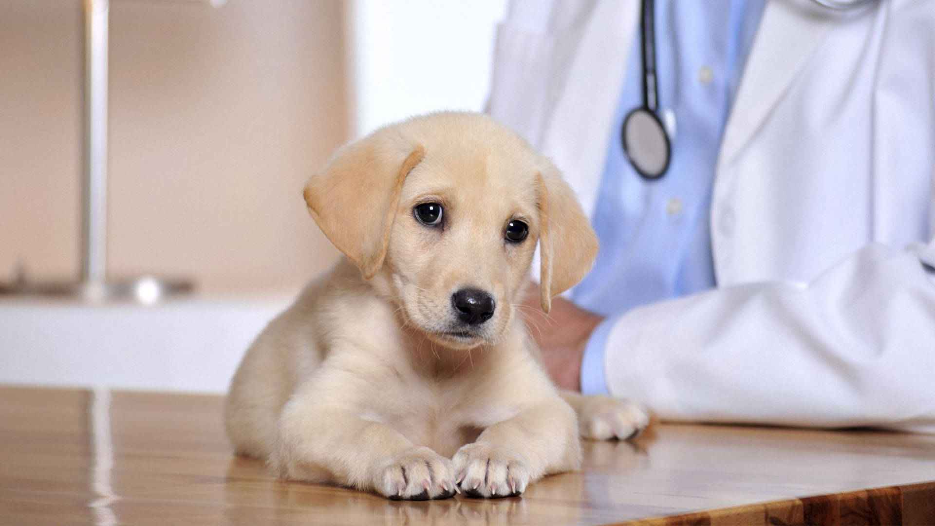 Veterinarian Over Golden Retriever Puppy Background