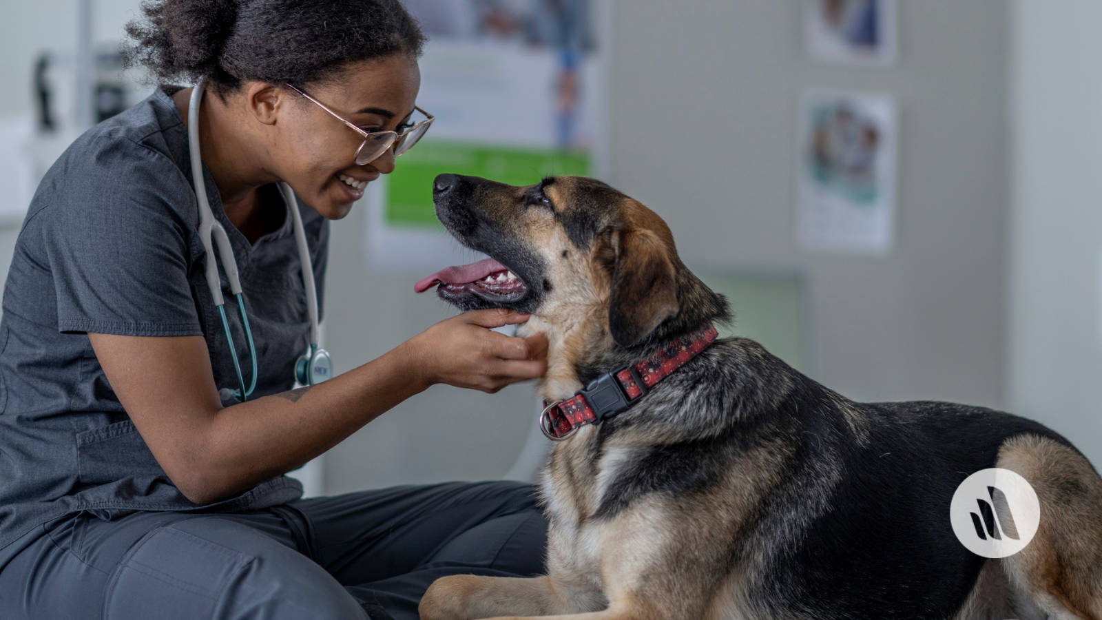 Veterinarian Smiling At German Shepherd Background