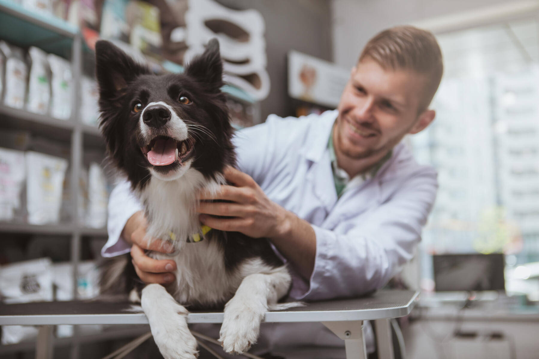 Veterinarian Smiling With Border Collie