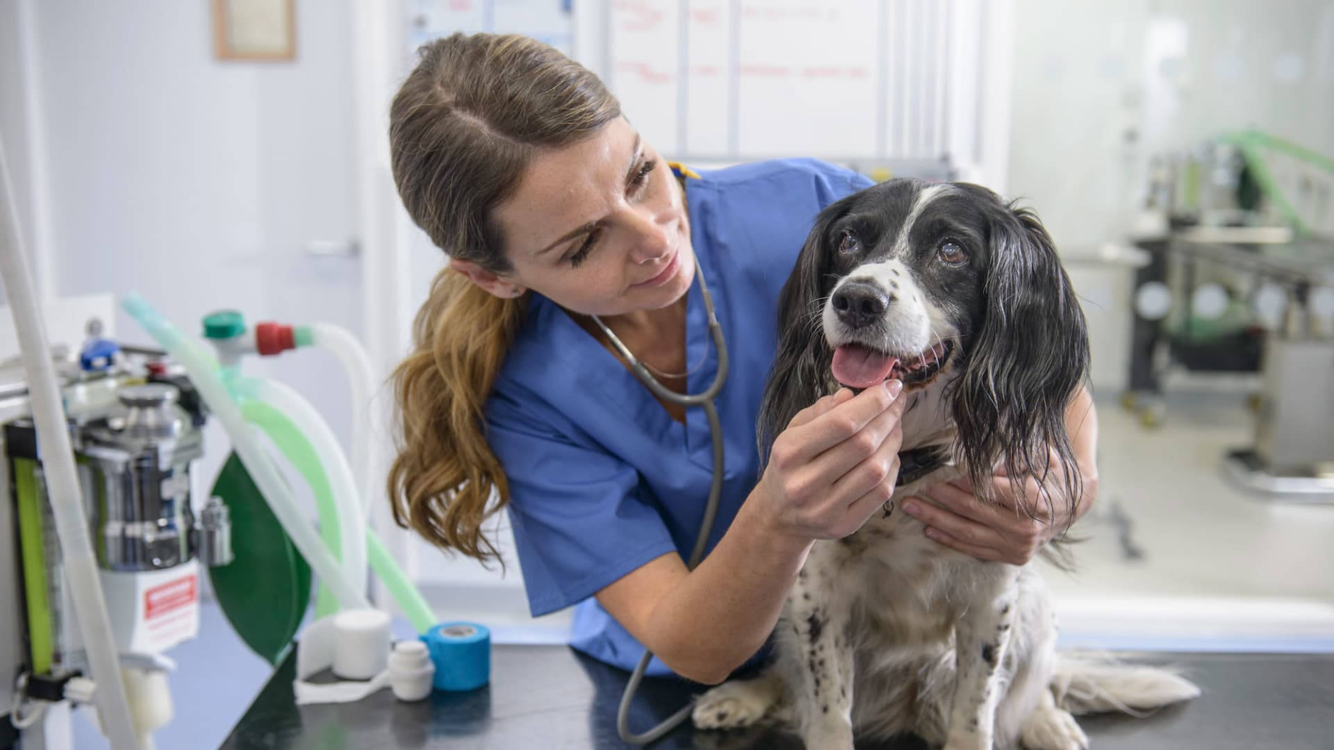 Veterinarian Treating A Dog's Mouth