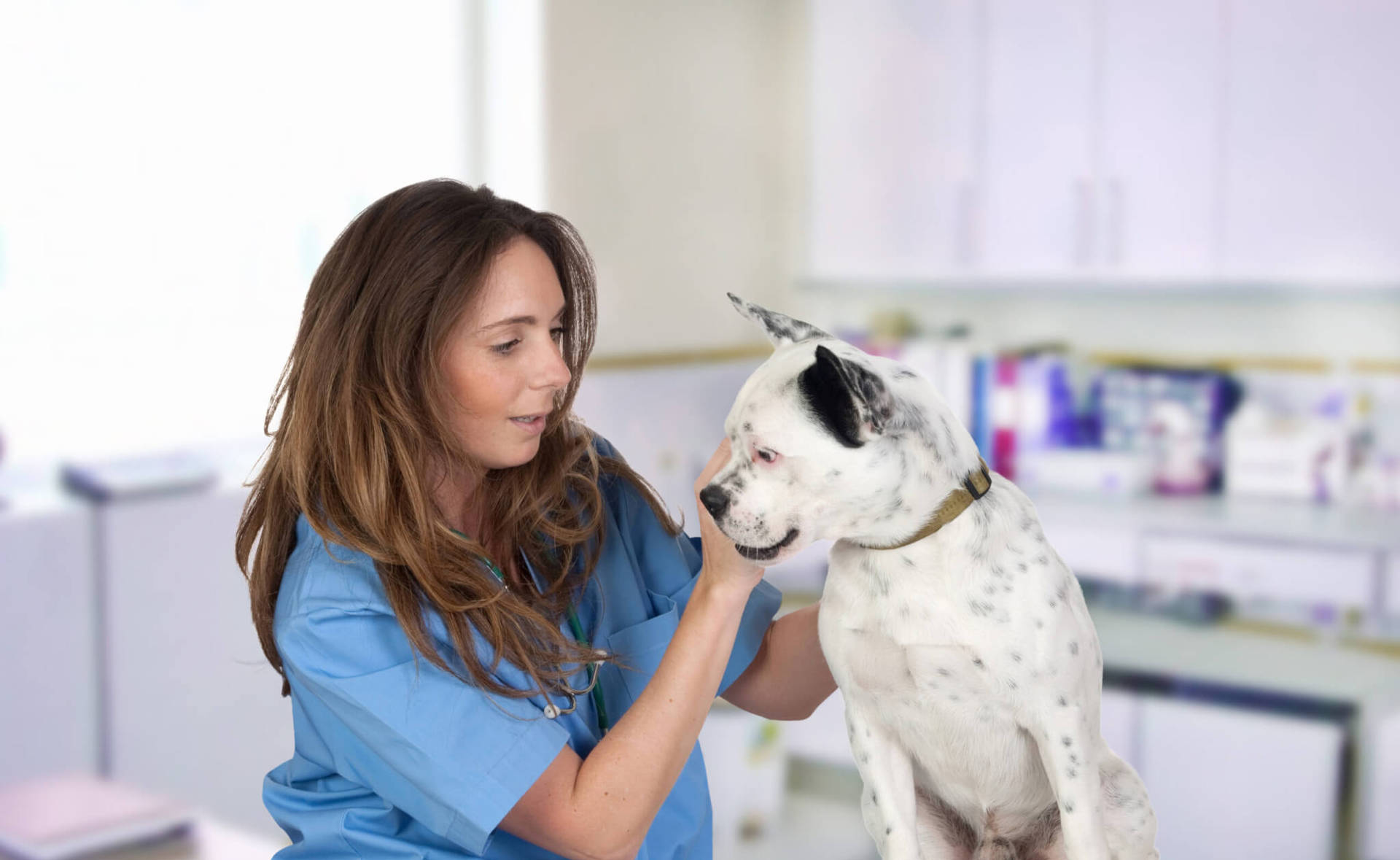 Veterinarian Treating American Bulldog Background