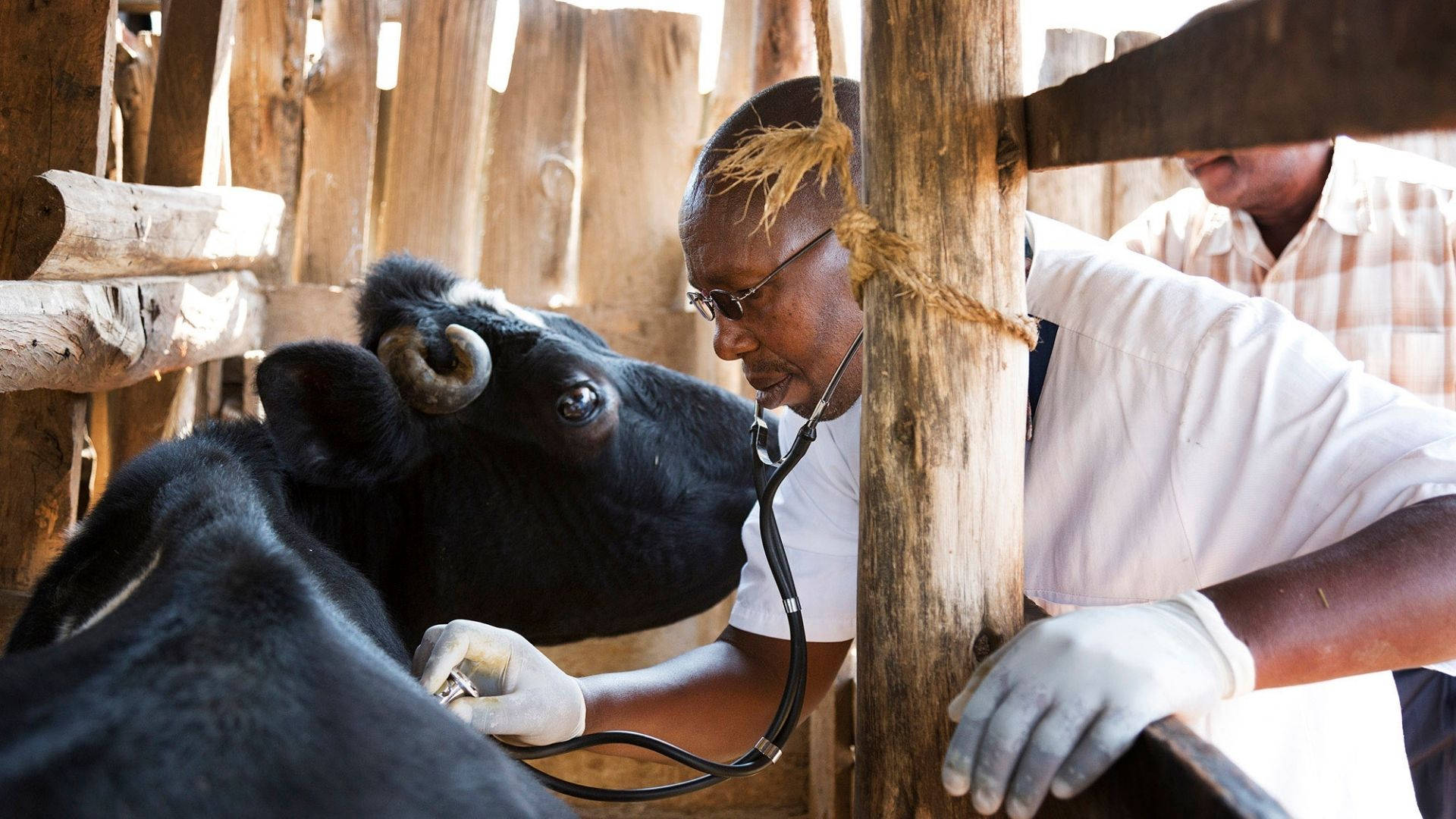 Veterinarian Treating Black Bull Background