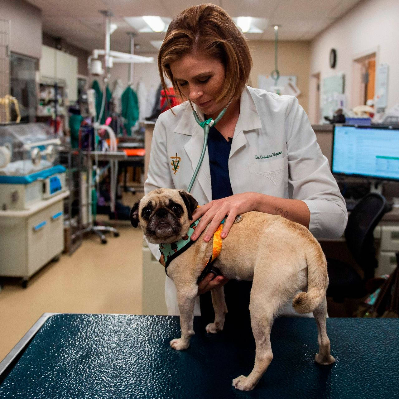 Veterinarian Treating English Bulldog Background