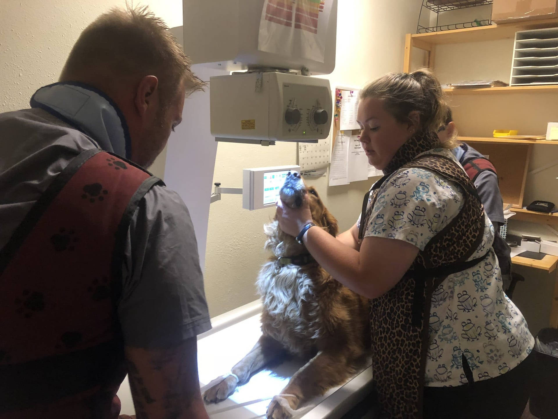 Veterinarian Treating Golden Retriever