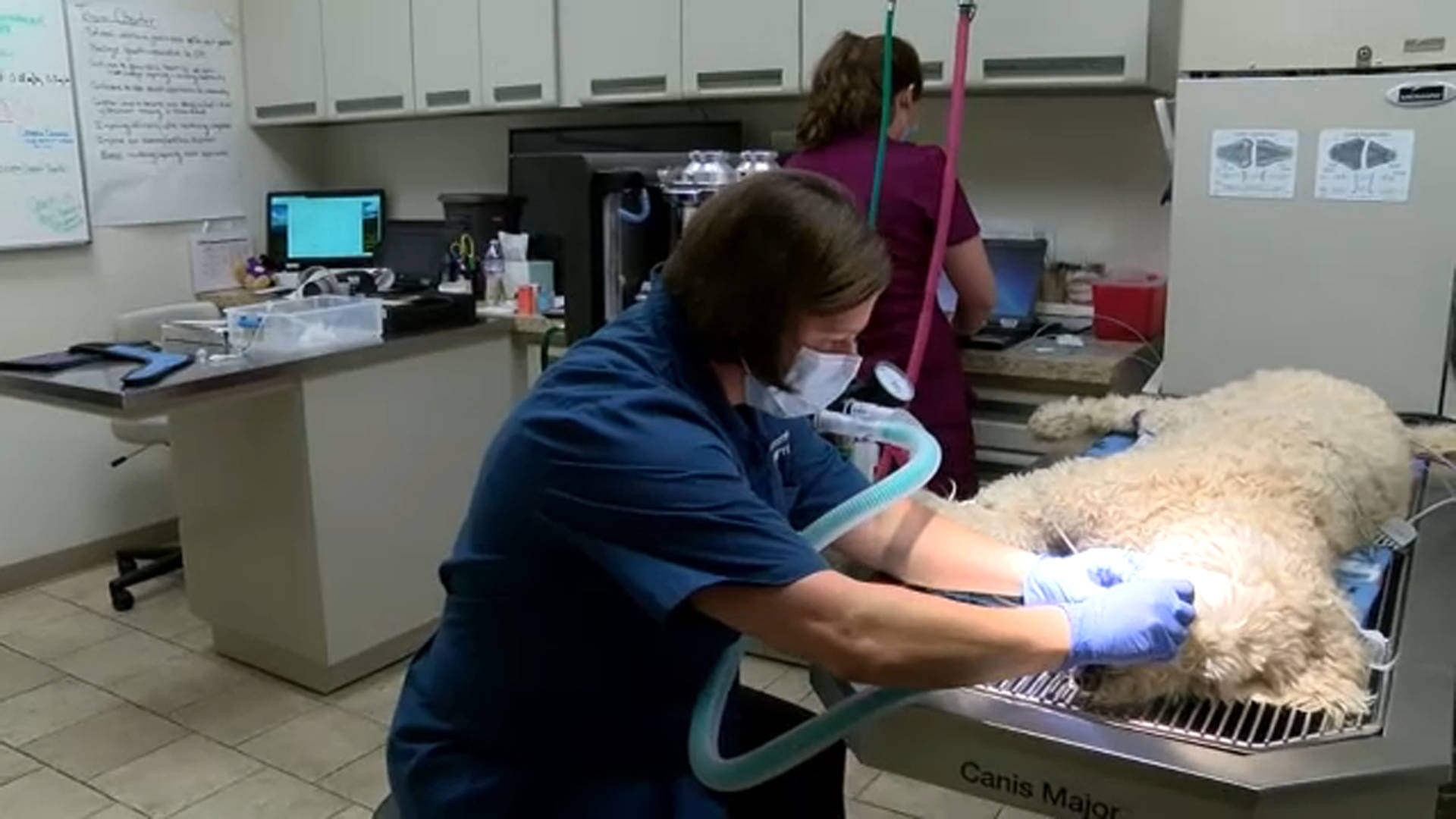 Veterinarian Treating White Doodle Dog