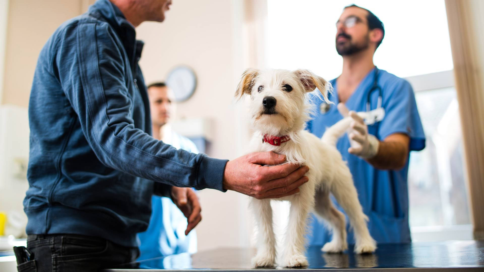 Veterinarian Treating White Terrier Background