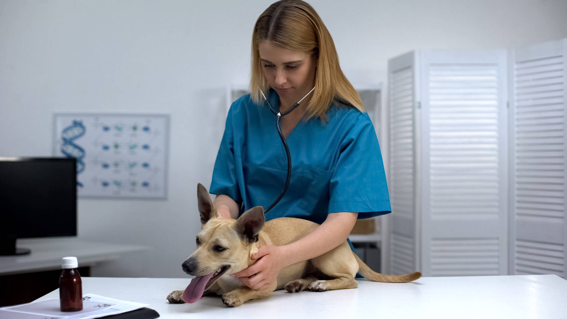 Veterinarian Treats Australian Dog Breed Background